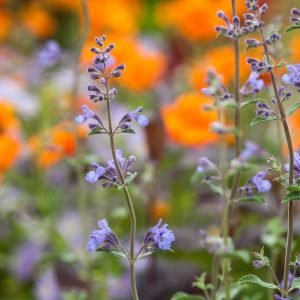 Котовник Фассена "Select"