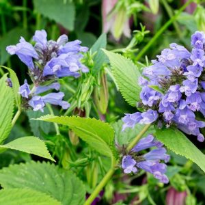 Котовник полусидячий "Blue Dreams"