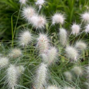 Пеннисетум волосистый