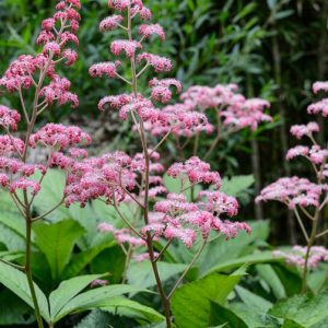 Роджерсия конскокаштанолистная "New Hybrids"