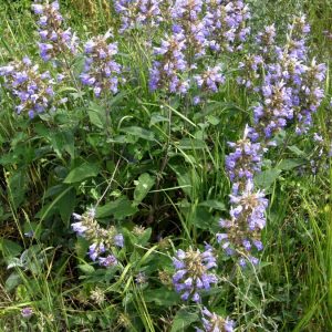 Шалфей войлочный