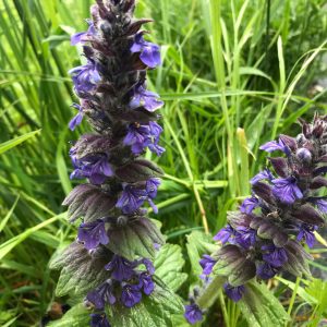 Живучка женевская