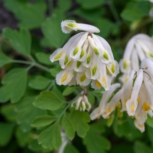 Хохлатка вечнозелёная "Alba"