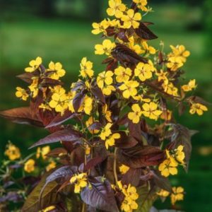 Вербейник реснитчатый