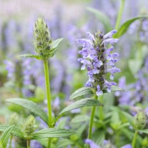 Котовник жилковатый