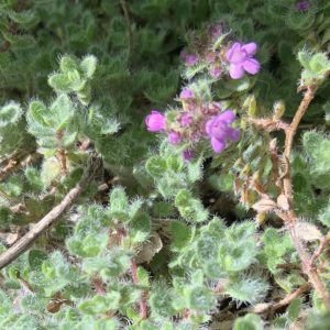 Тимьян британский