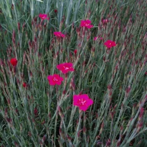 Гвоздика травянка "Erectus"