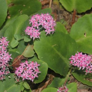 Очиток уссурийский