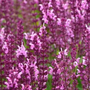 Шалфей дубравный "Rosakönigin"