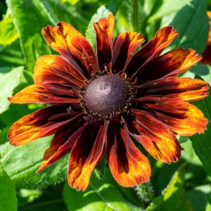 Рудбекия волосистая "Cappuccino"