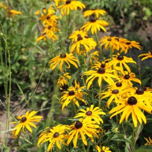 Рудбекия миссурийская