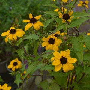 Рудбекия трехлопастная "Blackjack Gold"