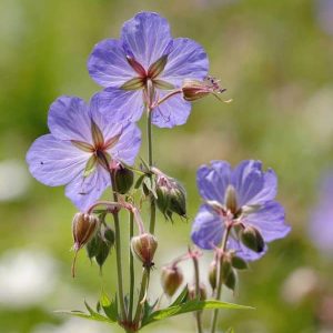 Герань луговая
