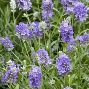 Лаванда узколистная "Ellagance Sky"