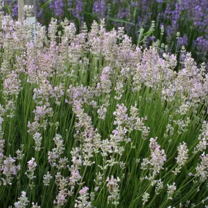 Лаванда узколистная "Rosea"