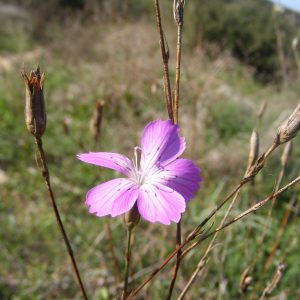 Гвоздика прямая