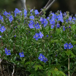 Вероника кустящаяся