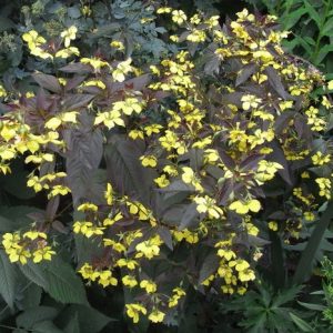 Вербейник реснитчатый