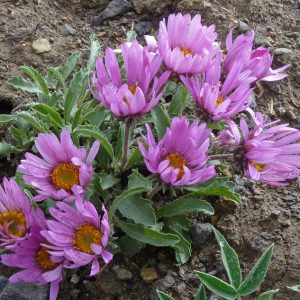 Астра колорадская