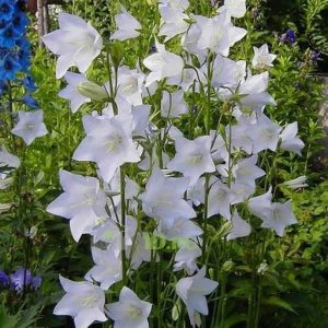 Колокольчик персиколистный