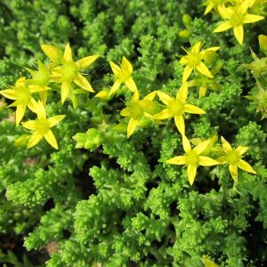 Очиток едкий