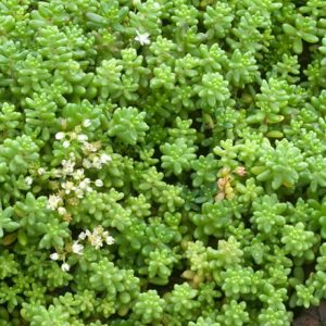 Очиток белый