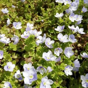 Вероника ползучая