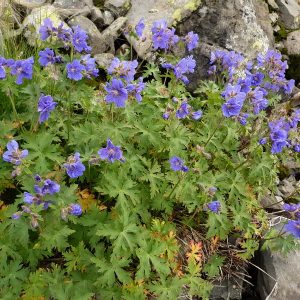 Герань голостебельная