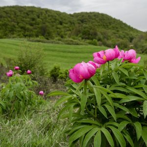 Пион банатский