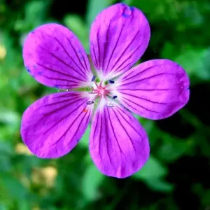 Герань болотная