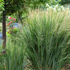 Просо прутьевидное "Emerald Chief"