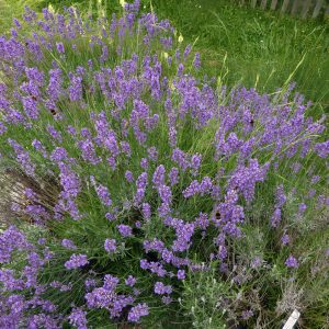Лаванда широколистная