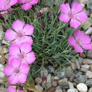 Гвоздика почти бесстебельная