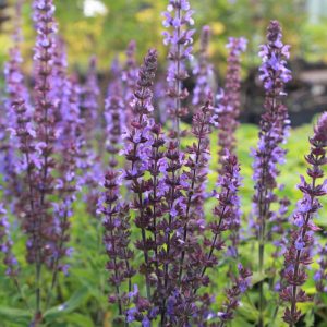 Шалфей дубравный "Merleau Blue"