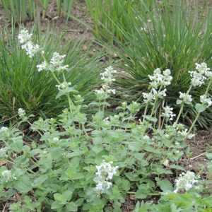 Котовник кистистый "Alba"