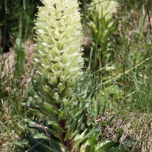 Колокольчик тирсовидный