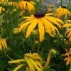 Рудбекия блестящая "Goldsturm"