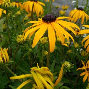 Рудбекия блестящая "Goldsturm"