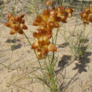 Осока вздувающаяся