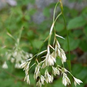 Ожика предгорная