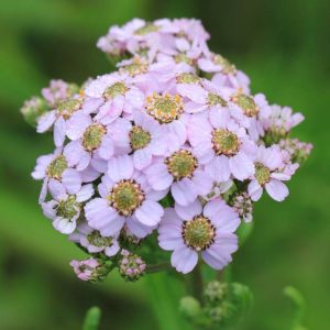 Тысячелистник камчатский "Love Parade"