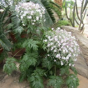 Герань мадейрская "Guernsey White"