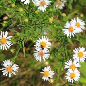 Астра вересковая