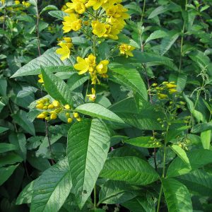 Вербейник обыкновенный