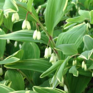 Купена серповидная