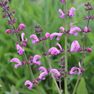 Шалфей луговой Ballet-Series "Sweet Esmeralda"