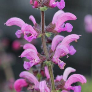 Шалфей луговой Ballet-Series "Sweet Esmeralda"