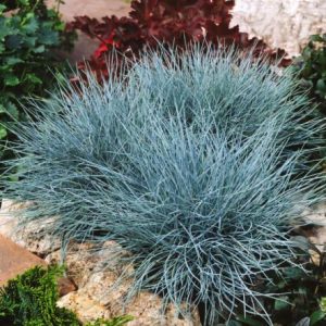 Овсяница валлисская