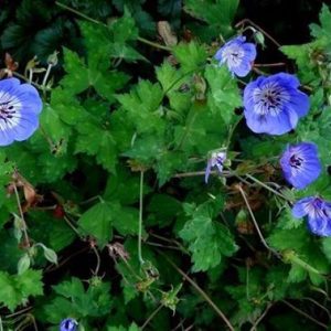 Герань Валлиха "Buxton`s Variety"