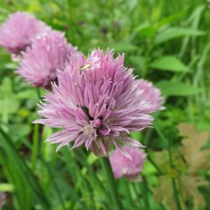 Лук скорода "Polyvit"